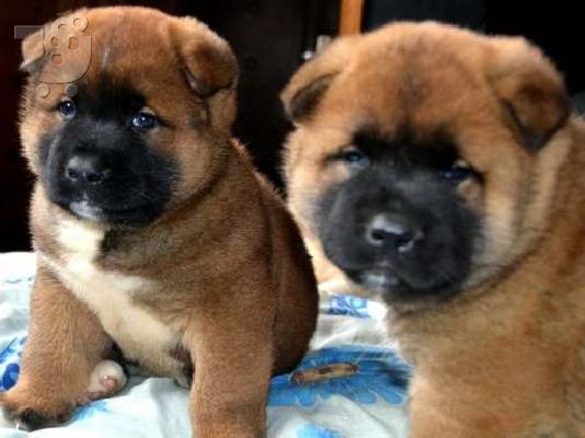 AMERIKANIKO AKITA